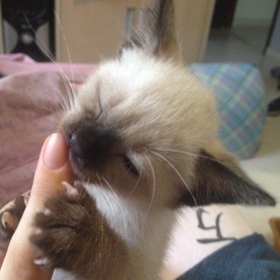 _BelCalderon's profile picture. Deixa eu cantar, que é pro mundo ficar odara