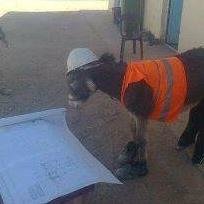 Just a jackass in a hardhat.

I renounce pacifism, passivism, neoreaction, & nonviolence.