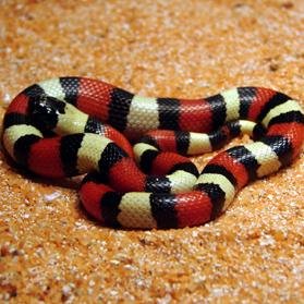 The Milk Snake website offering information on captive care, feeding, housing and breeding all Milk Snake species.