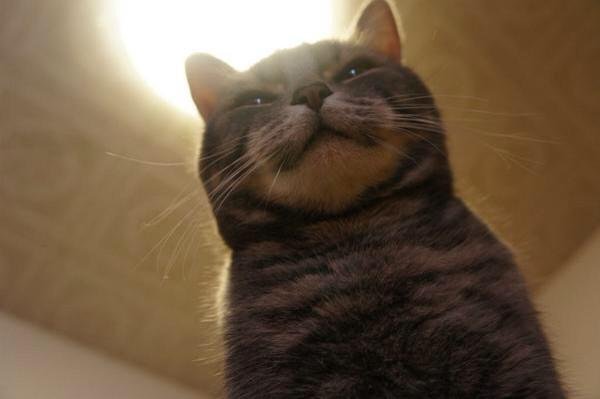 homestre's profile picture. nonsensical wallflower.