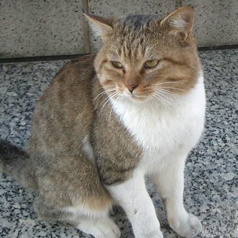 猫好きです。にゃんこを可愛く撮影したーい！