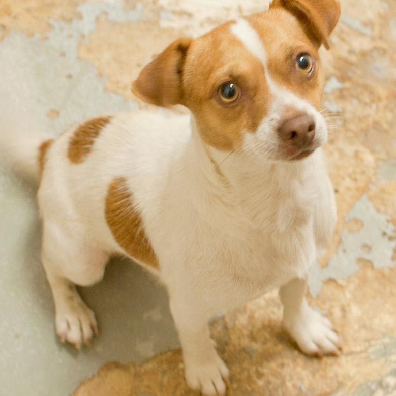 Wittle_Puppy2's profile picture. 