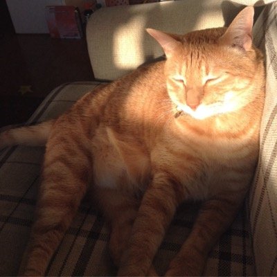 動物が大好きで猫を二匹飼っています！動物が好きな方ぜひ！フォローをお願いします！ 恥ずかしながら妖怪ウォッチ大好きです(^O^)／