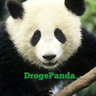DrogePanda_'s profile picture. 