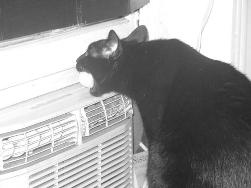 twincdp's profile picture. 