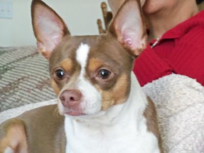 Rolex_the_Pup's profile picture. Hi! I'm an 8 y/o puppy, tweeting my antics and gorgeous face. Trust me, you will love me! Follow me on Instagram @rolexthepup