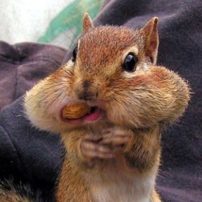かにゃがやさんのプロフィール画像