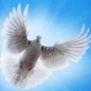 doves4peace's profile picture. A free Spiritual Virtual (Internet) TV Channel offering live and archived programs from mystics, visionaries, evolutionaries, healers, and contemplatives.