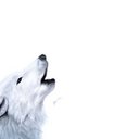 Roberto Venturi - @VenturiRv - Twitter