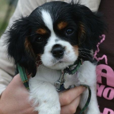 KingCavalier0's profile picture. Twitter of total-Cavaliers, all about Cavaliers
