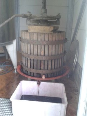 Sommelier, wine importer