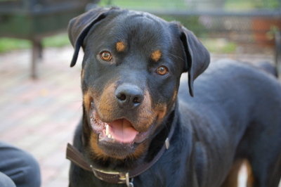Social scientist interested in research methods, political psychology, character & virtue education. Aspiring Gaelgeoir. Rottweiler aficionado.
