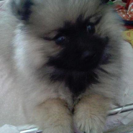 STarelho's profile picture. 