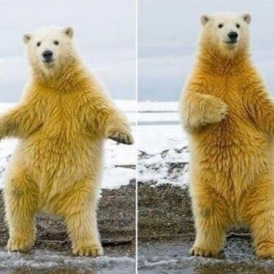 followspree no need to follow free acc