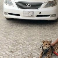 موجب زاير الحفر 23  (@taaashy10) 's Twitter Profile