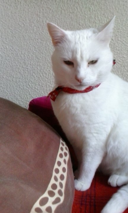 Cada cabeza en su pequeño mundo