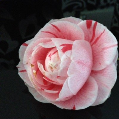 cruelanto's profile picture. 