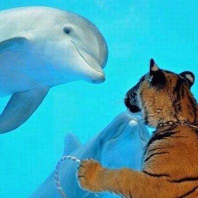 動物〜植物、自然が好きです～ 猫、犬、写真好きです～ Tokyo japan 
    Animal ' it is like nature