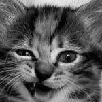 IskraxHX3's profile picture. 