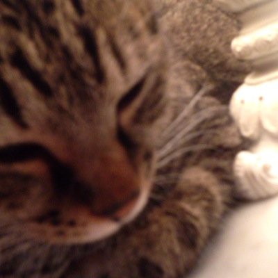 取引用