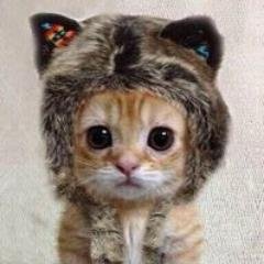 愉快な珍獣たちとアドラー心理学に癒されています。心がとっても楽になりました。
自動で１万フォロワーと毎月１万円の副収入が手に入るツイッターツールの無料プレゼントはこちら　↓↓↓↓