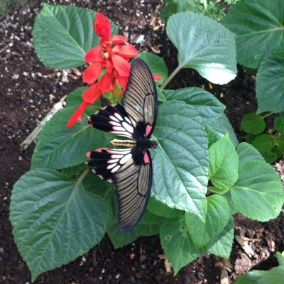 freedomeyec's profile picture. 