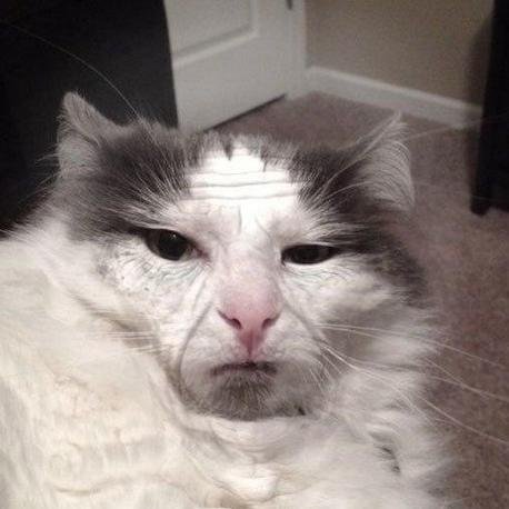 illbe_honest's profile picture. А смех без политики у нас в ОК