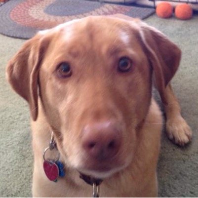 Marketing communications professional. Foodie, dog lover, word nerd, Packer fan.