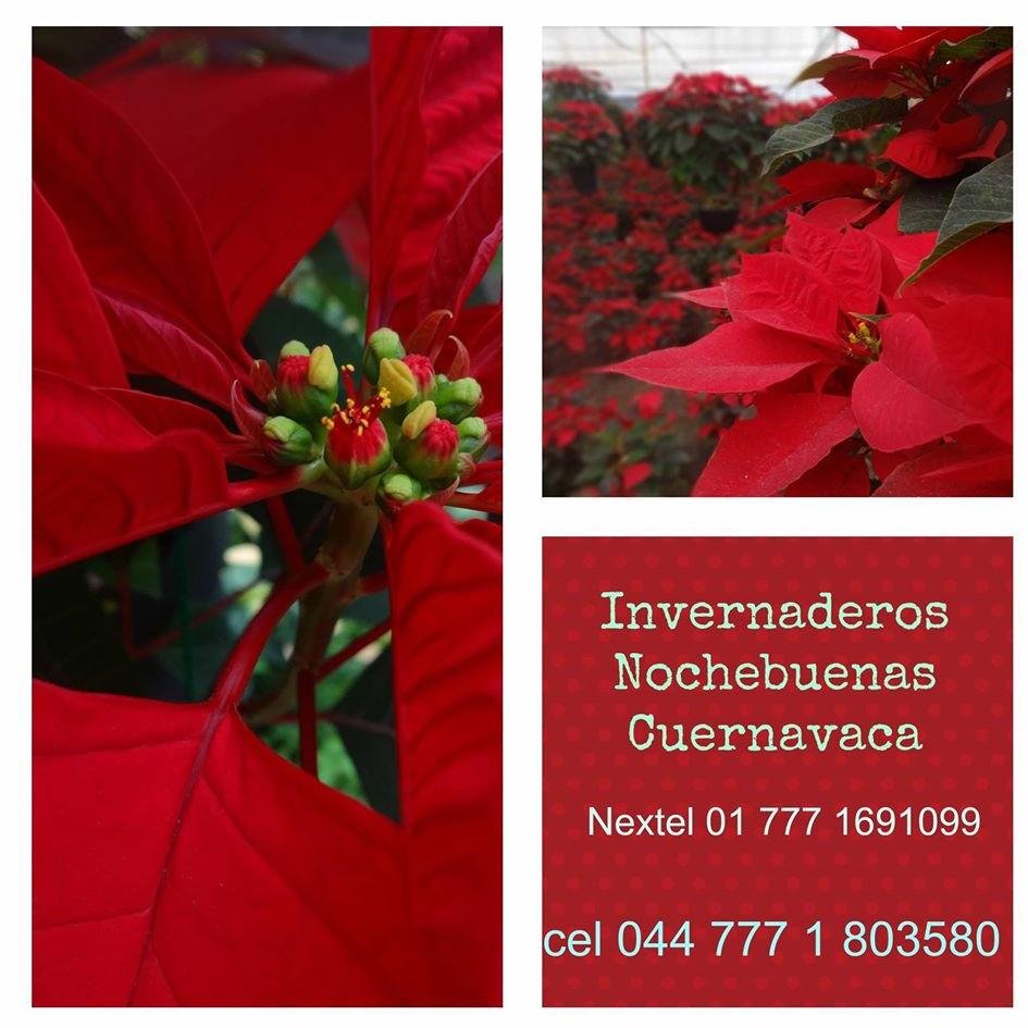 Nochebuenas Invernaderos Cuernavaca
Productores de nochebuenas.