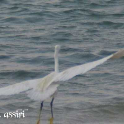 قصر الريحان