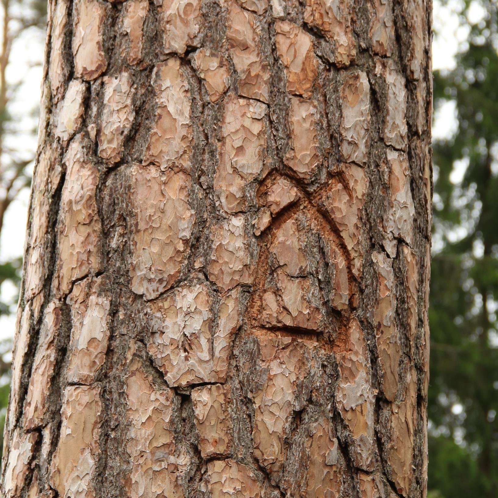 bartnictvo's profile picture. 