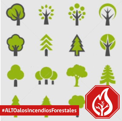 Foro Forestal Maderero | de bosque y madera