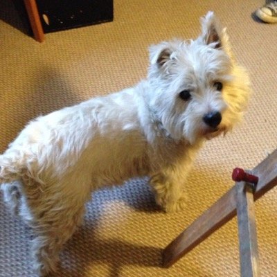 Vintage Emporium at Wardhaughs Electrical in Hexham marketplace. Vintage, retro, antiques & cafe but above all style, and a welcome from Dudley Dog!