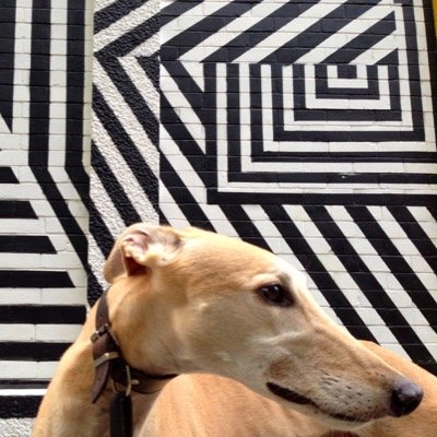 Ex-racer and muse, Oscar Petersen and @eastendkess Creating a hub for sighthound lovers & an online store. Launches Summer 2015. http://t.co/RiZdDRenQa
