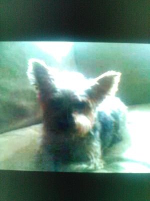 i love animals more than life it self and will protect them at all cost