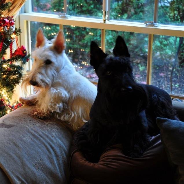 SavvyScottie's profile picture. Savvy Scottie Magazine informs and entertains the global community of owners, breeders and collectors of all things about and for the Scottish Terrier.