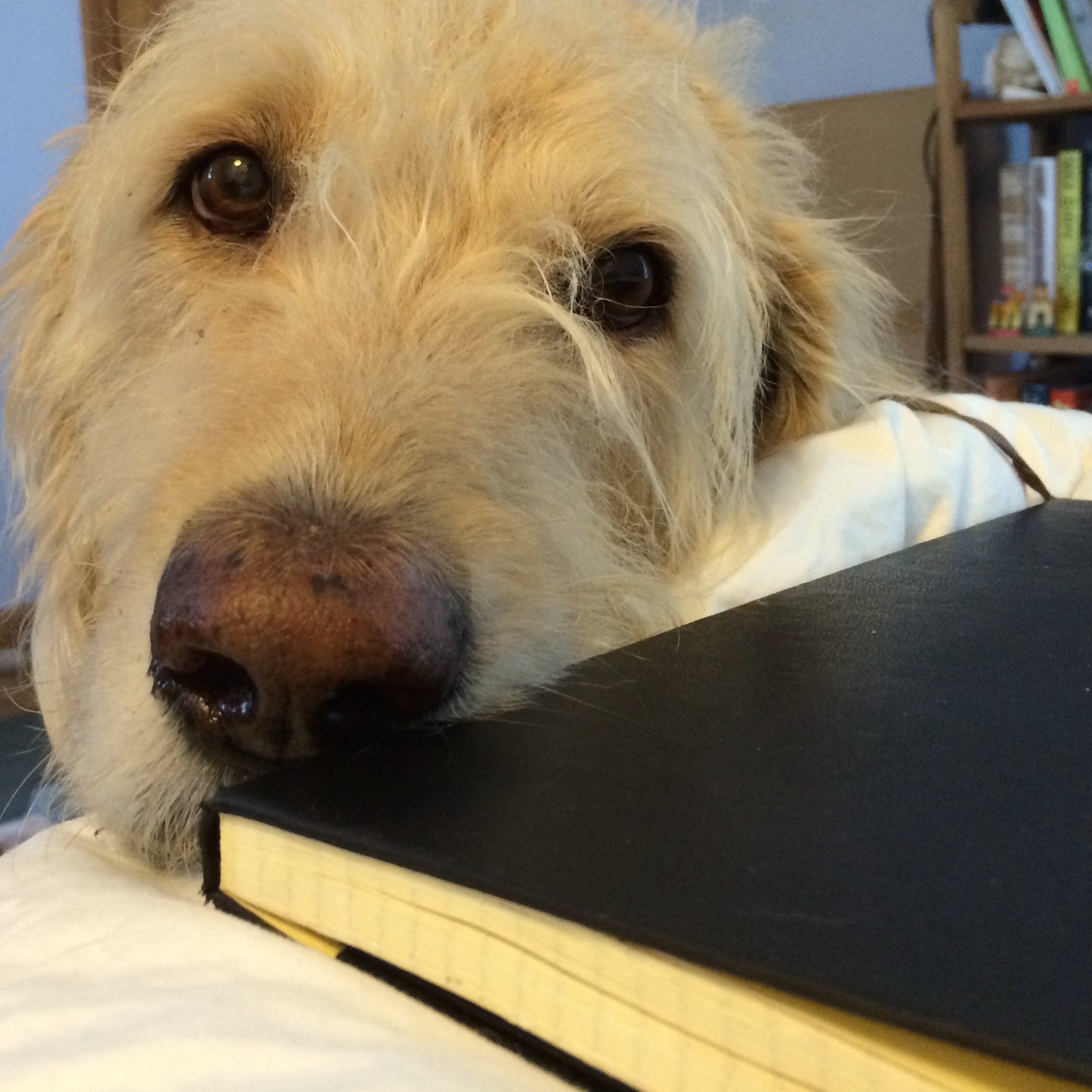 abazoe's profile picture. Dear Cape Cod, I don't love you anymore.