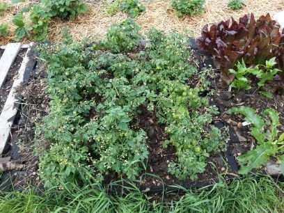 Heirloom veggie seedlings grown with love