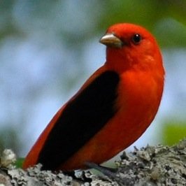 Management Consultant who loves birding and nature. My goal: squeeze a little birding into every day. Birding turns work-related travels into adventures.