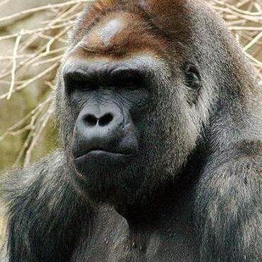 illusive_dev's profile picture. Creative Director of Digi-Ent