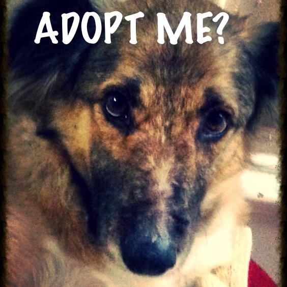 guardcxc's profile picture. Adopt or Foster a cutie from HoustonTX shelters & share to help reunite lost pets. 100's land at the pounds daily. Many are only held for approx 3 days!