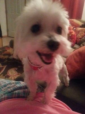 bruiser1dog's profile picture. 