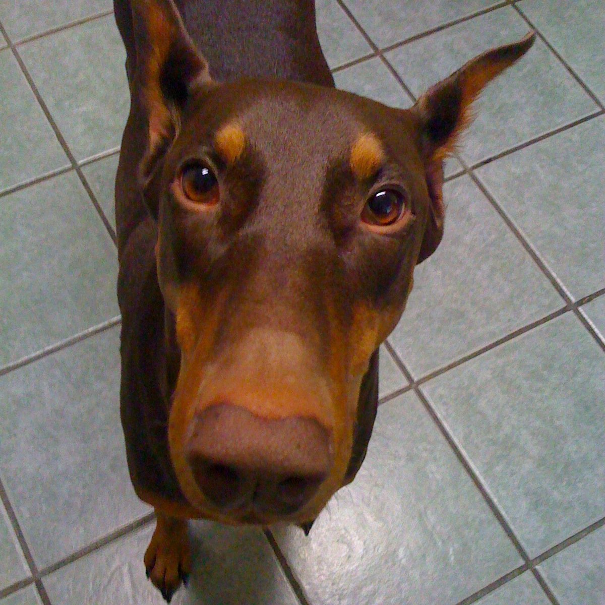 red doberman rundobe twitter
