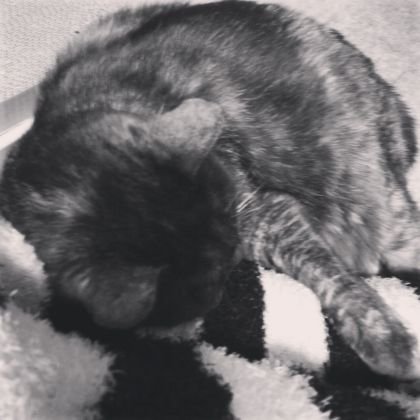 猫ばか。