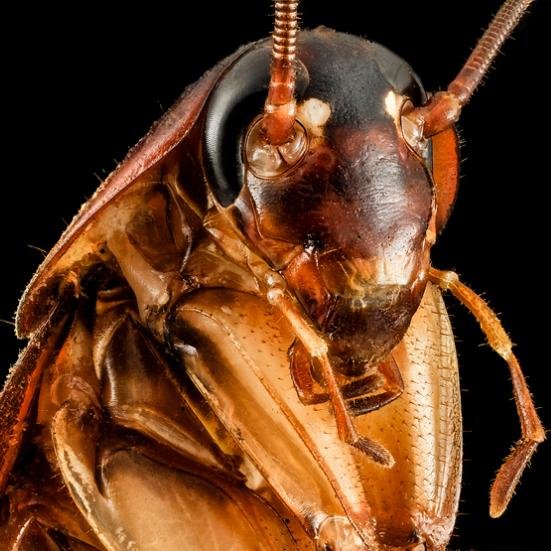 EcpAj's profile picture. Empresa Controladora de Plagas de la Ciudad  y Provincia de Bs. As.