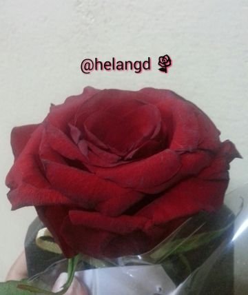 ❤ربي أغنيني عن خلقگ ❤