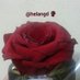 عاشقة الورد (@helangd) Twitter profile photo عاشقة الورد (@helangd) Twitter profile photo