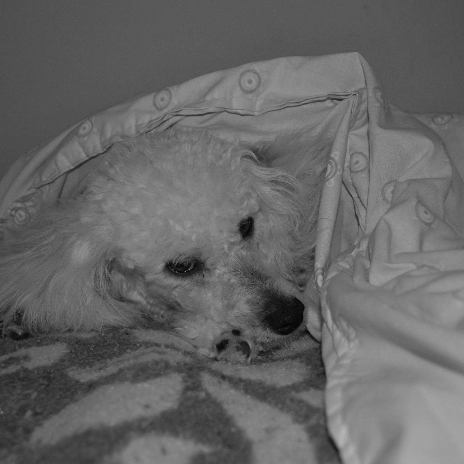 laureano_german's profile picture. 