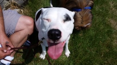 Pitbull lover and advocate. End BSL!