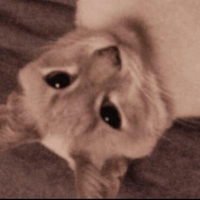 aporro1123's profile picture. YMO・BUCK∞TICK・JAPAN 鳩山郁子・舟越桂・チンク・猫 近頃本棚がお仏壇化 🌙🪐🌔 無言フォロー失礼致します🙏